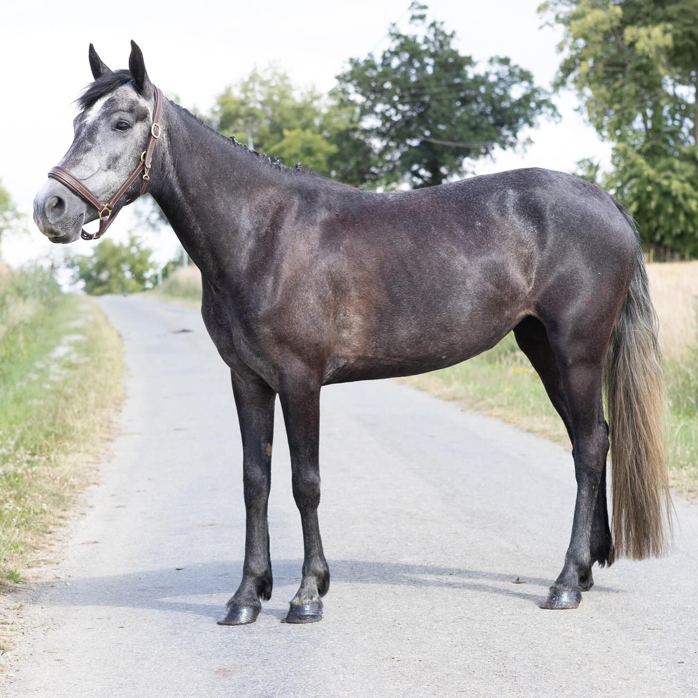 Lune d&rsquo;or d&rsquo;un soir